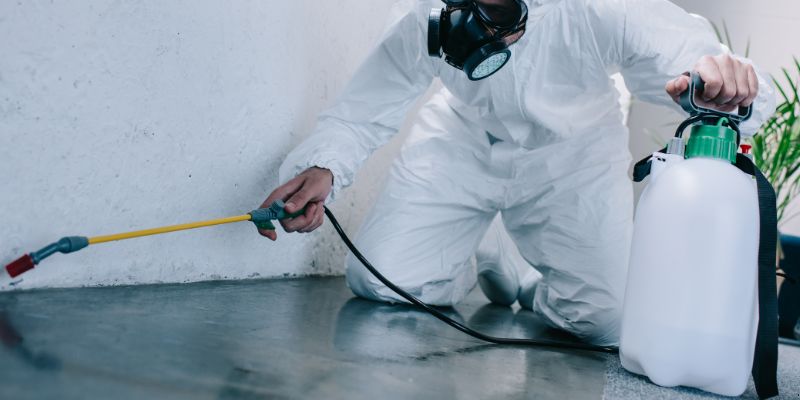 Como é feita a dedetização de baratas em Blumenau