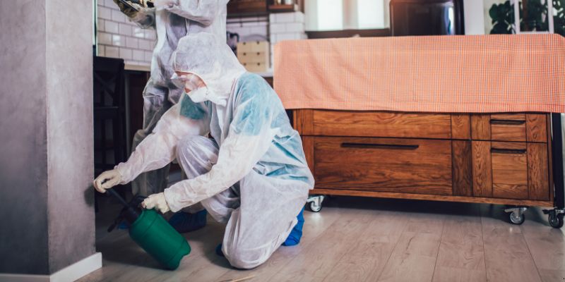 Dedetização em Apartamento Como Funciona em Blumenau: Confira 4 Passos